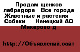 Продам щенков лабрадора - Все города Животные и растения » Собаки   . Ненецкий АО,Макарово д.